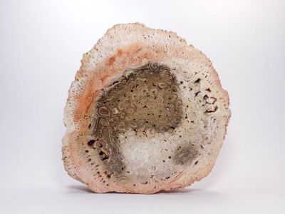 Tietea singularis - Araguaína, Tocantins, Maranhão, Brazílie